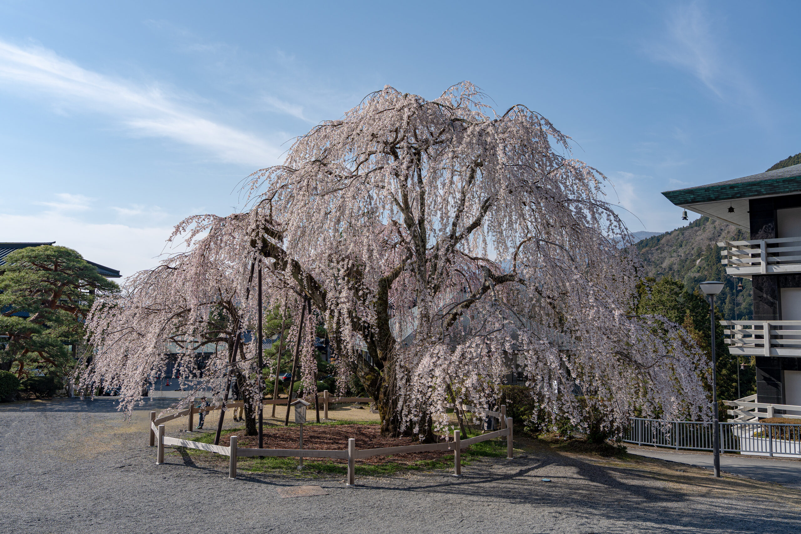 sony a7ivで撮る身延山久遠寺のしだれ桜