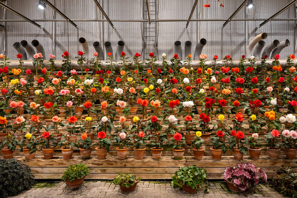 fe 24-70 f2.8 GM2 作例 カメラsony a7iv