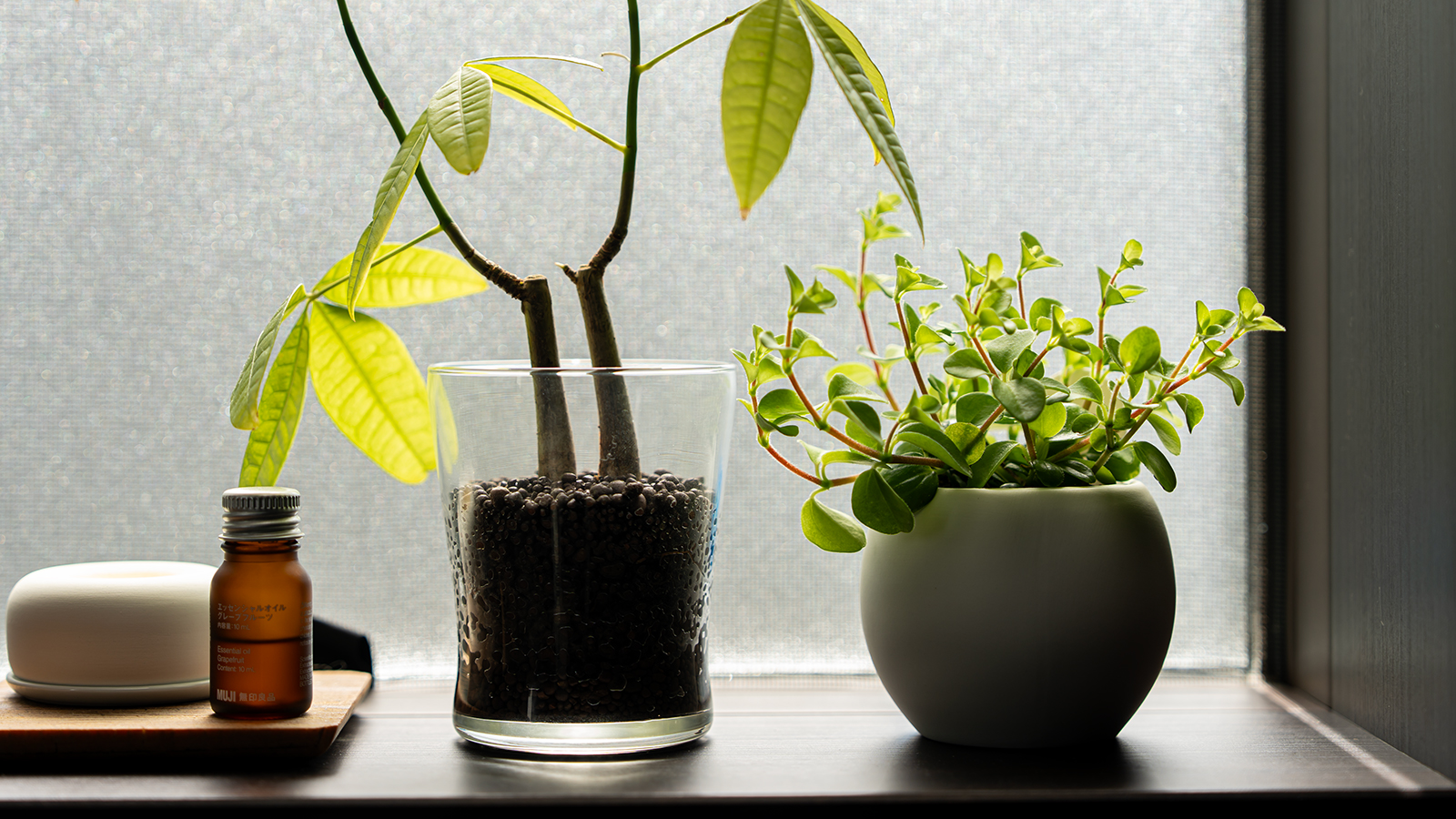 無印良品 アクアポット ペペロミア