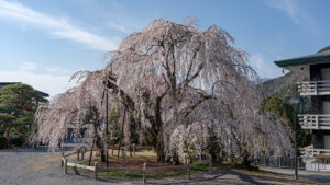 Sony α7IVで切り取る、春の身延山久遠寺 しだれ桜 | 2026.03.21