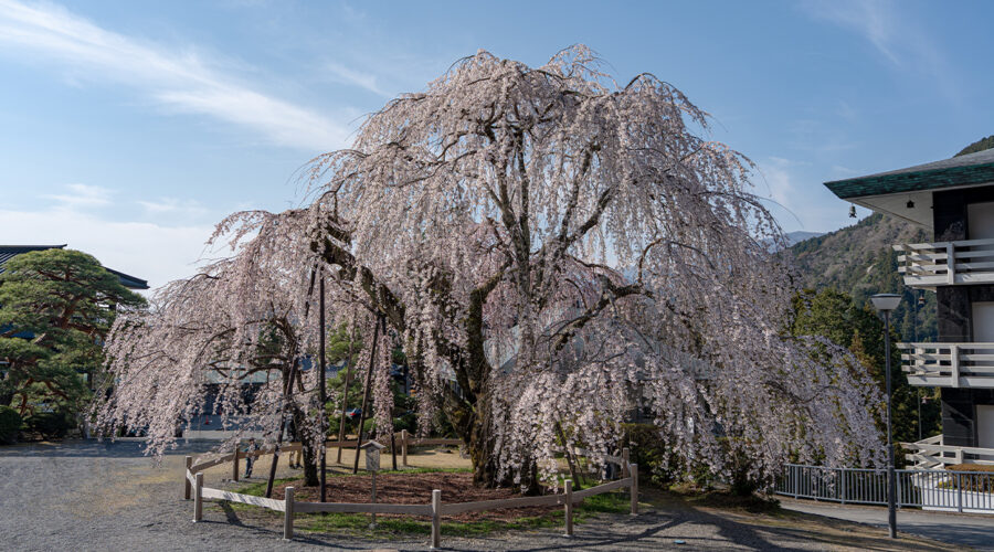 minobusan-kuonji-wp-sumb