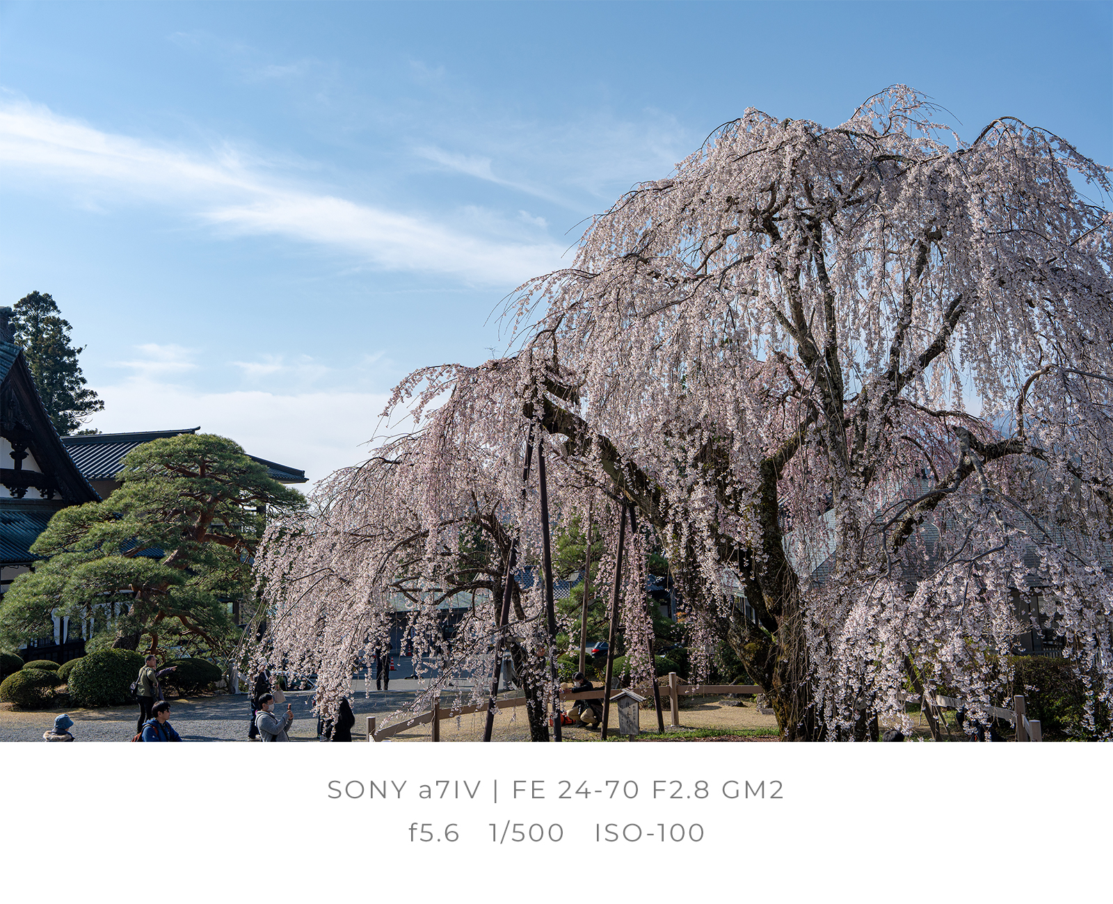 身延山久遠寺 全国さくら100選に選ばれたしだれ桜の寄り画像