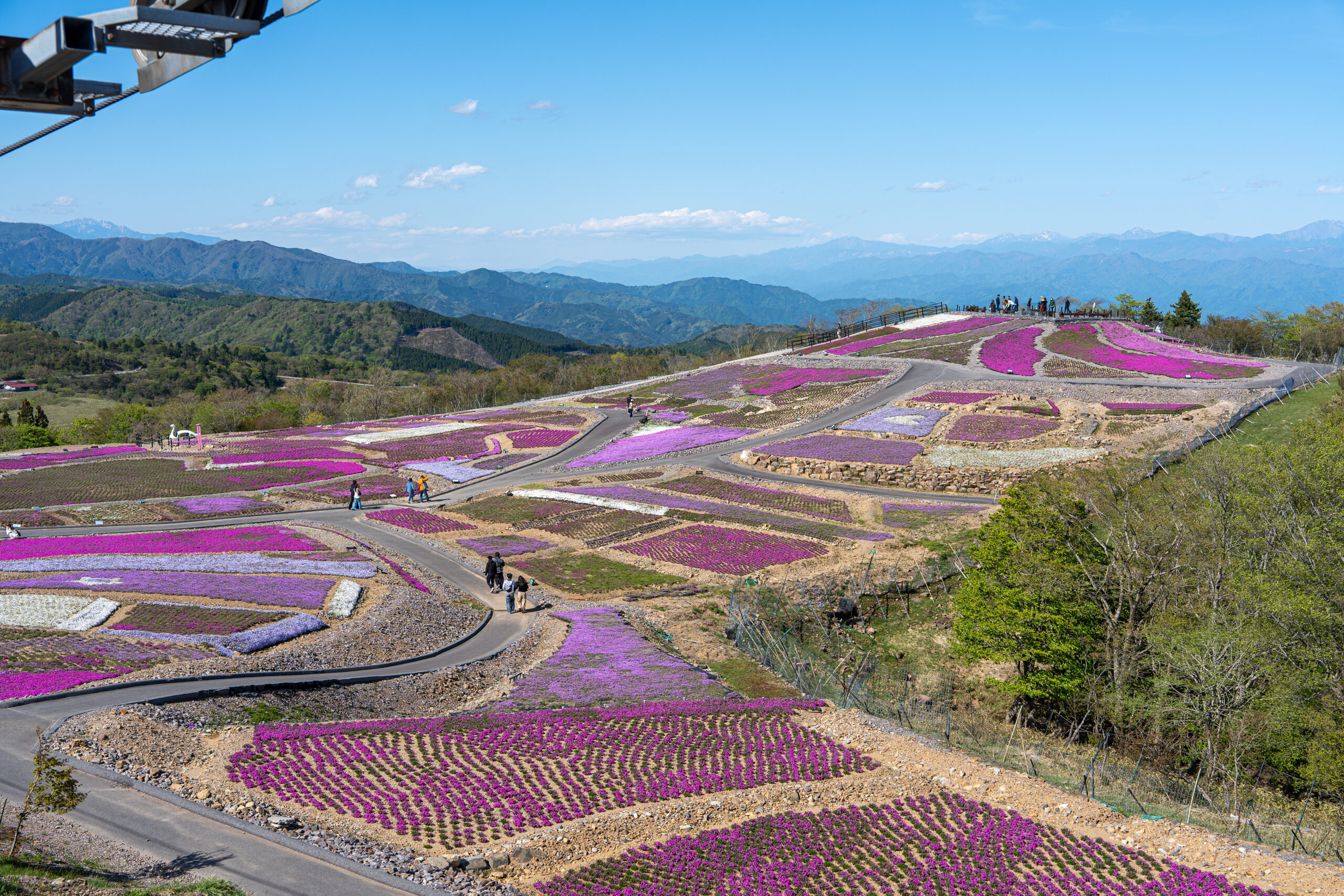 茶臼山高原 芝桜まつり リフトから見た天空の花回廊の景色